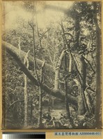 藏品(高雄州恆春郡テラソ山毛柿林之景)的圖片